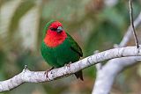 Red-throated Parrotfinchborder=